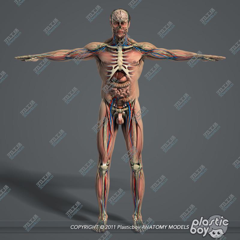 images/goods_img/20210113/C4D RIGGED Complete Male Anatomy PACK/5.jpg